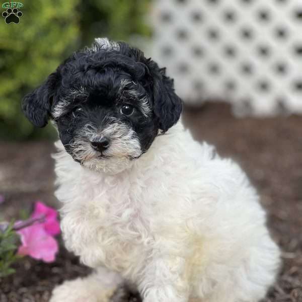 Munchkin, Havapoo Puppy